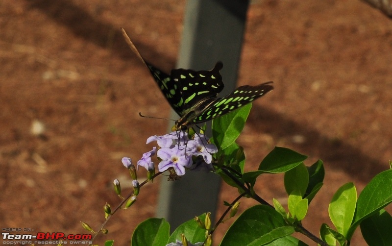 A photographer's paradise in the heart of the Mumbai city-dsc_0595.jpg