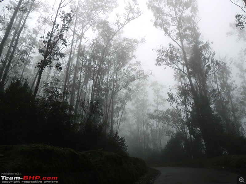 Amongst the misty Blue Mountains- Kochi to Ooty-dscn6157.jpg