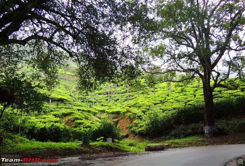 Amongst the misty Blue Mountains- Kochi to Ooty-26.jpg