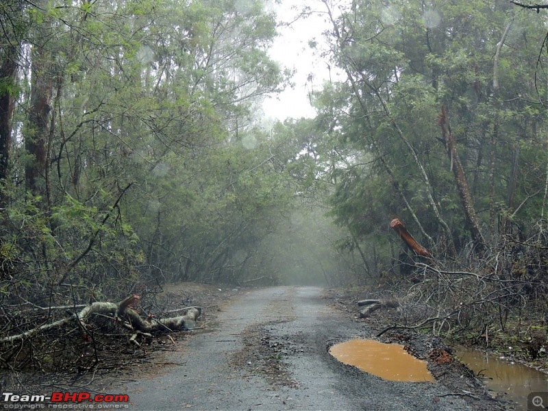 Amongst the misty Blue Mountains- Kochi to Ooty-3.jpg