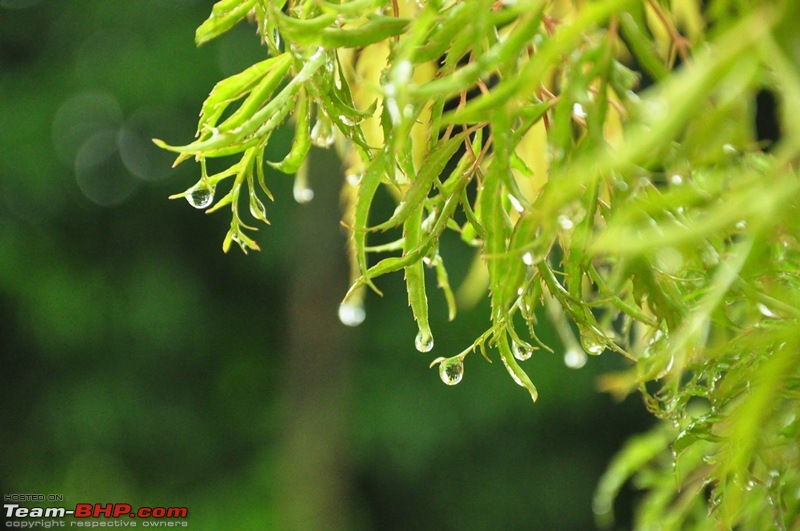 Monsoon 2013: Freshness reloaded (Ratnagiri, Dabhosa-Jawhar, Shilonda, etc)-103-dsc_0861.jpg