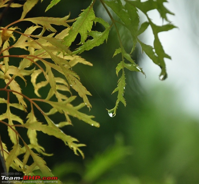 Monsoon 2013: Freshness reloaded (Ratnagiri, Dabhosa-Jawhar, Shilonda, etc)-105-dsc_0865.jpg