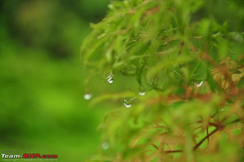 Monsoon 2013: Freshness reloaded (Ratnagiri, Dabhosa-Jawhar, Shilonda, etc)-107-dsc_0870.jpg