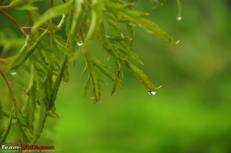 Monsoon 2013: Freshness reloaded (Ratnagiri, Dabhosa-Jawhar, Shilonda, etc)-108-dsc_0871.jpg