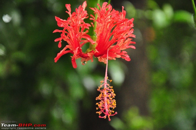 Monsoon 2013: Freshness reloaded (Ratnagiri, Dabhosa-Jawhar, Shilonda, etc)-109-dsc_0874.jpg