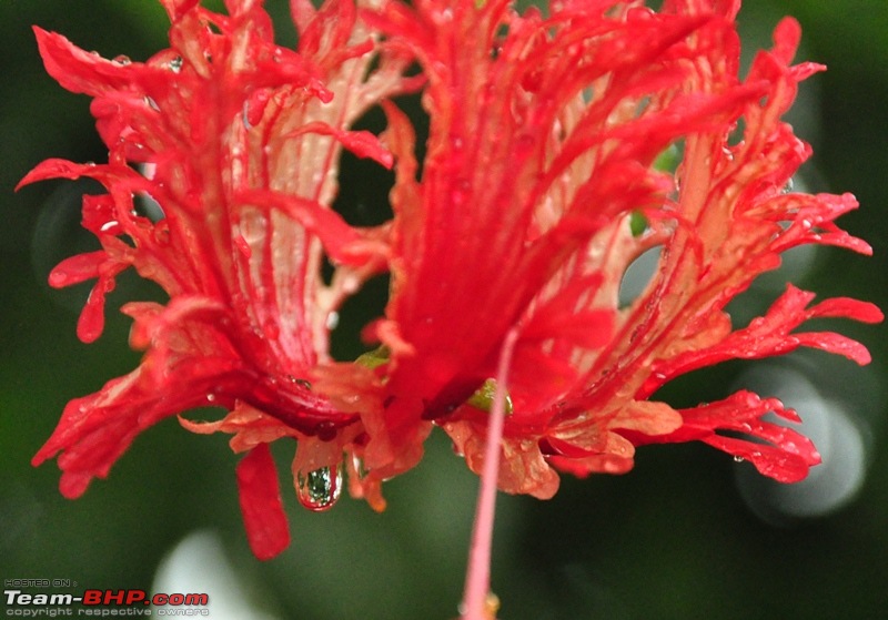 Monsoon 2013: Freshness reloaded (Ratnagiri, Dabhosa-Jawhar, Shilonda, etc)-110-dsc_0875.jpg