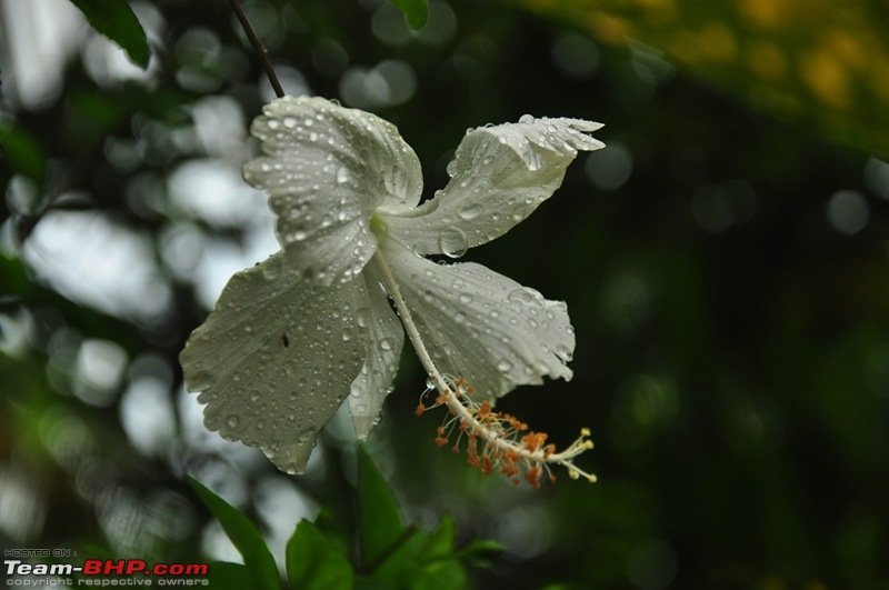 Monsoon 2013: Freshness reloaded (Ratnagiri, Dabhosa-Jawhar, Shilonda, etc)-111-dsc_0878.jpg