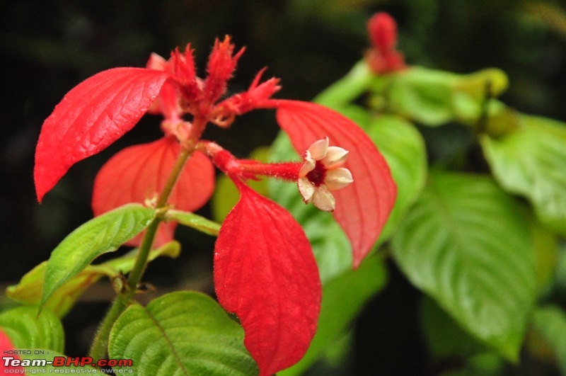 Monsoon 2013: Freshness reloaded (Ratnagiri, Dabhosa-Jawhar, Shilonda, etc)-112-dsc_0882.jpg