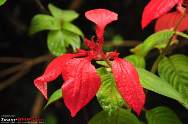 Monsoon 2013: Freshness reloaded (Ratnagiri, Dabhosa-Jawhar, Shilonda, etc)-113-dsc_0883.jpg