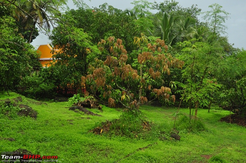 Monsoon 2013: Freshness reloaded (Ratnagiri, Dabhosa-Jawhar, Shilonda, etc)-115-dsc_0888.jpg