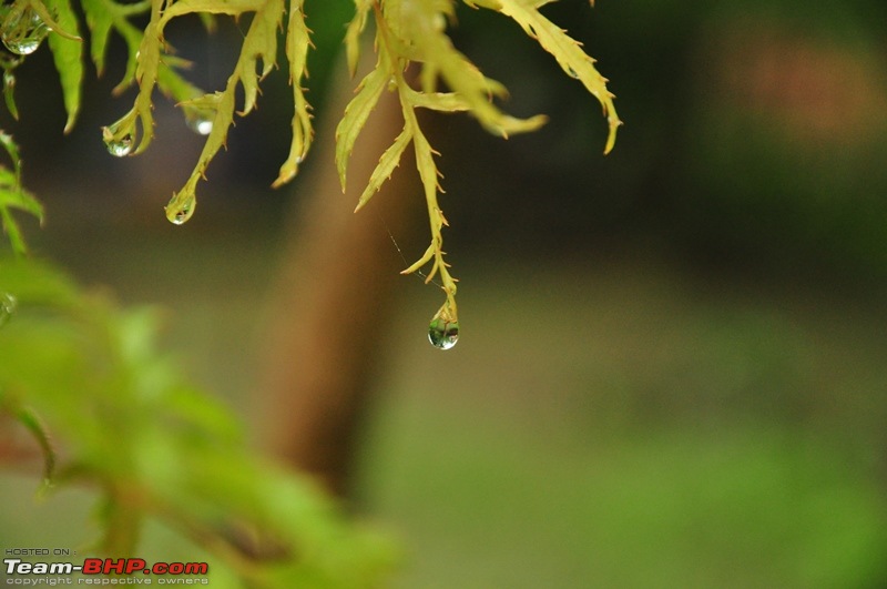 Monsoon 2013: Freshness reloaded (Ratnagiri, Dabhosa-Jawhar, Shilonda, etc)-119-dsc_0892.jpg