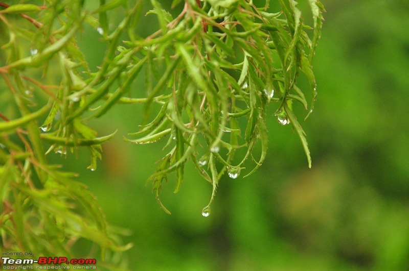 Monsoon 2013: Freshness reloaded (Ratnagiri, Dabhosa-Jawhar, Shilonda, etc)-120-dsc_0907.jpg