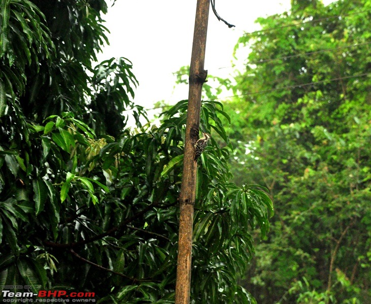 Monsoon 2013: Freshness reloaded (Ratnagiri, Dabhosa-Jawhar, Shilonda, etc)-126-dsc_0943.jpg