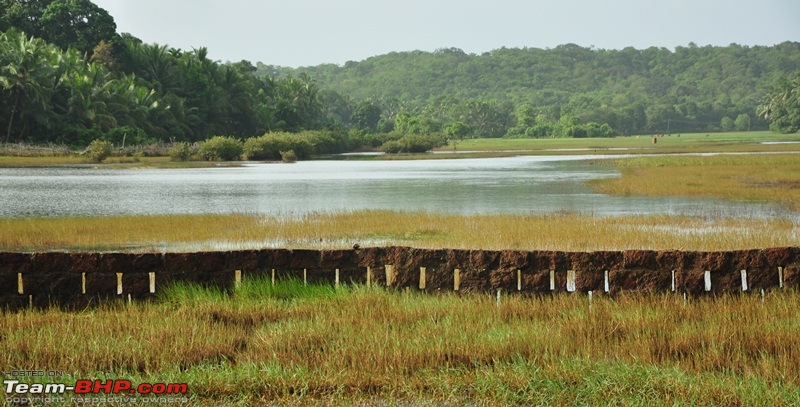 Monsoon 2013: Freshness reloaded (Ratnagiri, Dabhosa-Jawhar, Shilonda, etc)-128-dsc_0959.jpg