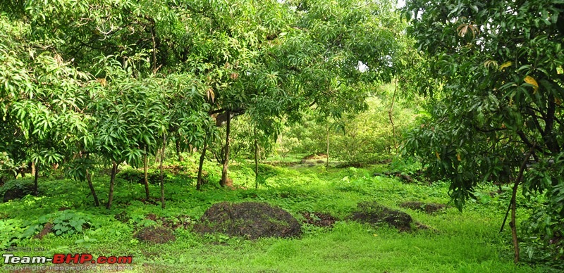 Monsoon 2013: Freshness reloaded (Ratnagiri, Dabhosa-Jawhar, Shilonda, etc)-131-dsc_0964.jpg