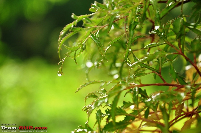 Monsoon 2013: Freshness reloaded (Ratnagiri, Dabhosa-Jawhar, Shilonda, etc)-132-dsc_0955.jpg