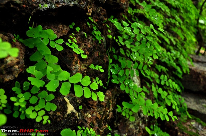 Monsoon 2013: Freshness reloaded (Ratnagiri, Dabhosa-Jawhar, Shilonda, etc)-133-dsc_0965.jpg