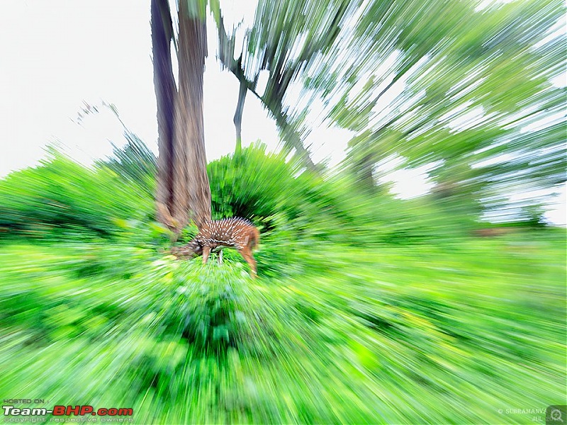 Enjoying the Rains in Nagarahole & Iruppu-01-148697.jpg