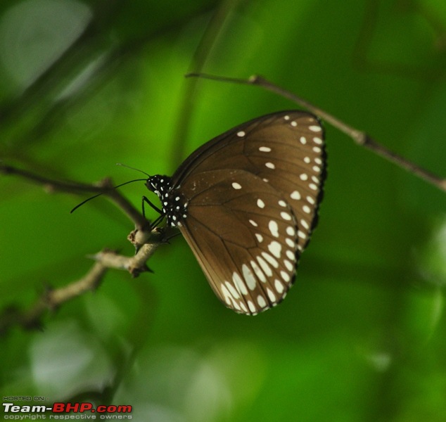 Monsoon 2013: Freshness reloaded (Ratnagiri, Dabhosa-Jawhar, Shilonda, etc)-051-dsc_1574.jpg