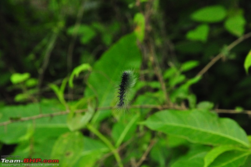 Monsoon 2013: Freshness reloaded (Ratnagiri, Dabhosa-Jawhar, Shilonda, etc)-056-dsc_1593.jpg