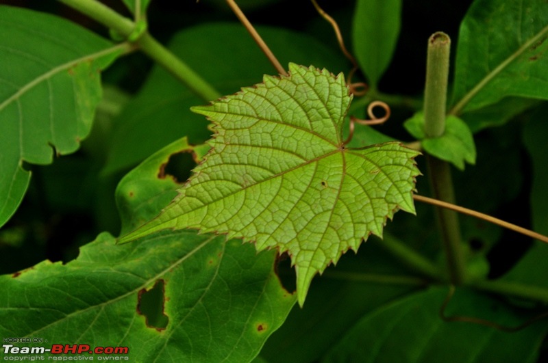 Monsoon 2013: Freshness reloaded (Ratnagiri, Dabhosa-Jawhar, Shilonda, etc)-088-dsc_1686.jpg