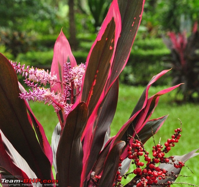 Monsoon 2013: Freshness reloaded (Ratnagiri, Dabhosa-Jawhar, Shilonda, etc)-113-dsc_1743.jpg