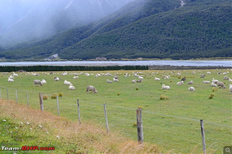 100% Pure New Zealand EDIT: New Pictures on Page 2-thousands-sheep.jpg