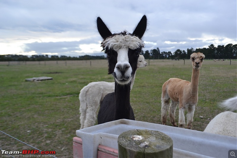 100% Pure New Zealand EDIT: New Pictures on Page 2-alpacas.jpg