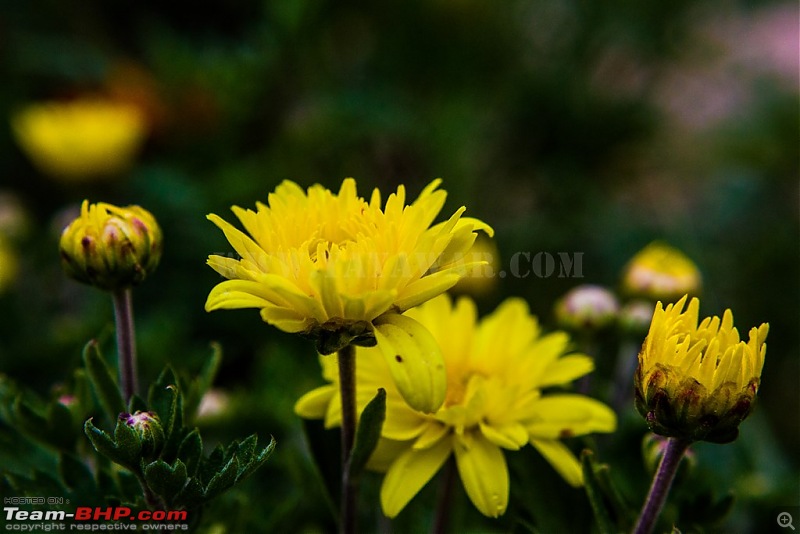 The Yayawar Group wanders in Ladakh & Spiti-6.20.jpg