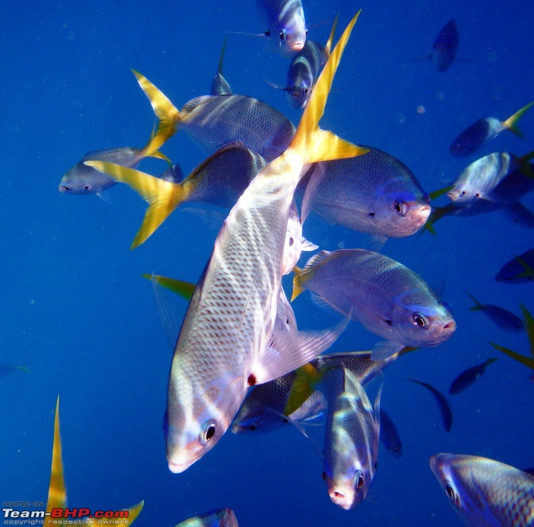 Scuba Diving in the Great Barrier Reefs-yellow-fin.jpg
