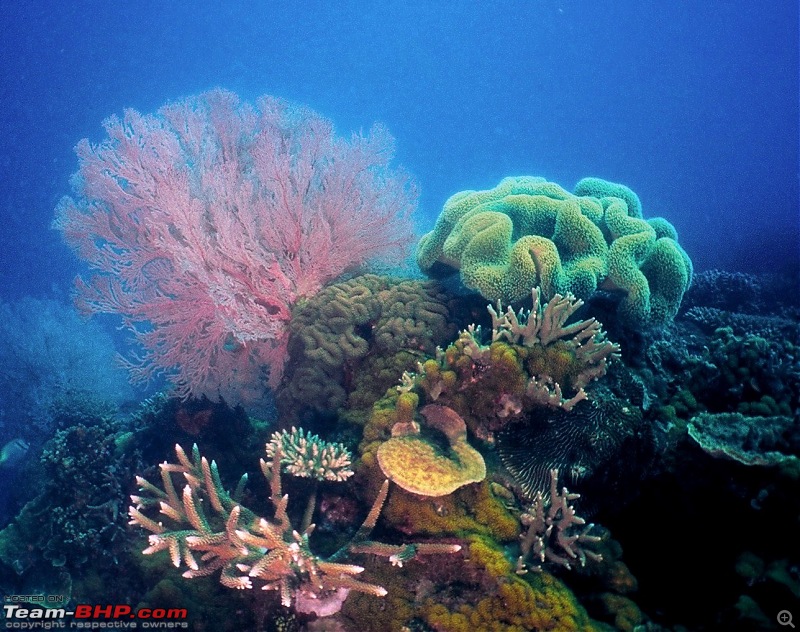 Scuba Diving in the Great Barrier Reefs-coralsofthard-mix.jpg