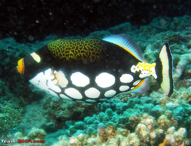 Scuba Diving in the Great Barrier Reefs-clown-trigger-fish.jpg