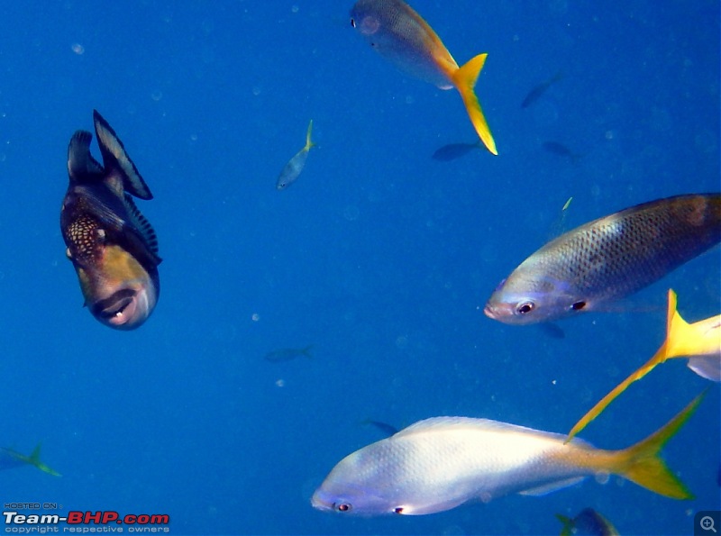 Scuba Diving in the Great Barrier Reefs-strange-fella.jpg