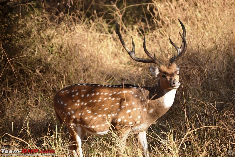 Christmas at Sariska-dsc_0111.jpg