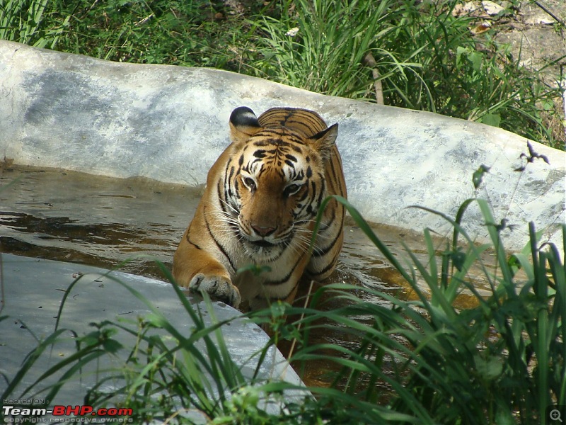 Bannerghatta: Jeep Safari & National Park-tiger5_1280x960.jpg