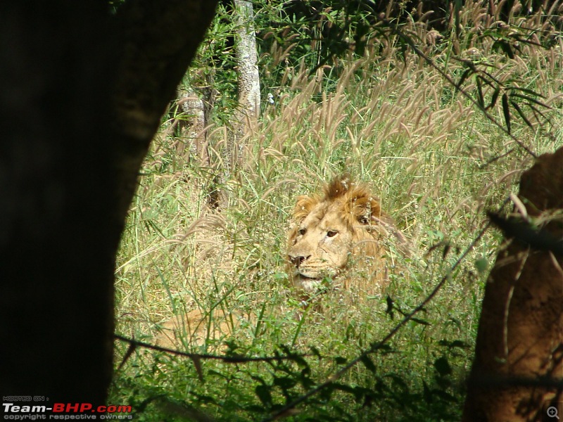 Bannerghatta: Jeep Safari & National Park-lion1_1280x960.jpg