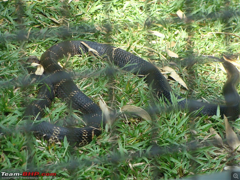 Bannerghatta: Jeep Safari & National Park-king-cobra_1280x960.jpg