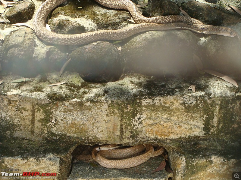 Bannerghatta: Jeep Safari & National Park-snakes_1280x960.jpg