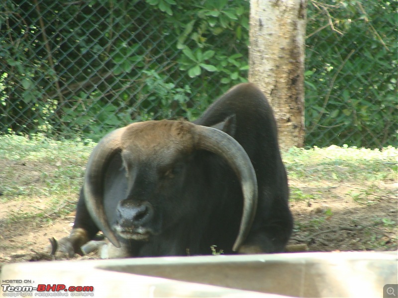 Bannerghatta: Jeep Safari & National Park-bison_1280x960.jpg