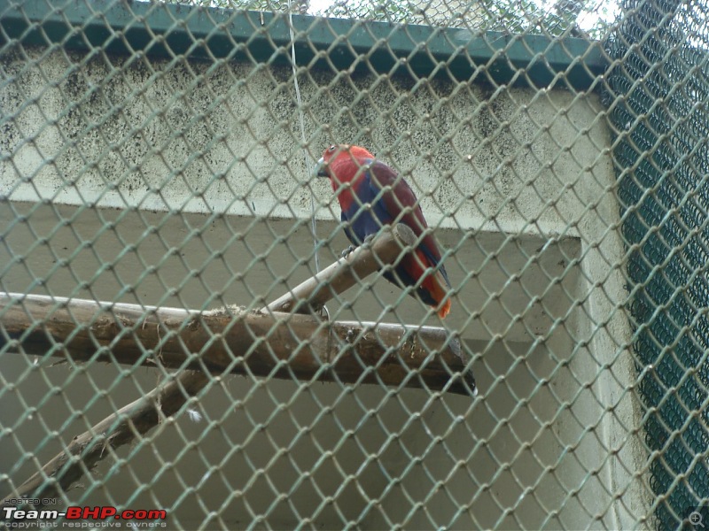 Bannerghatta: Jeep Safari & National Park-eclectus-parrot_1280x960.jpg