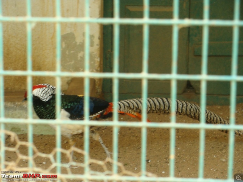 Bannerghatta: Jeep Safari & National Park-lady-amherst-pheasant_1280x960.jpg