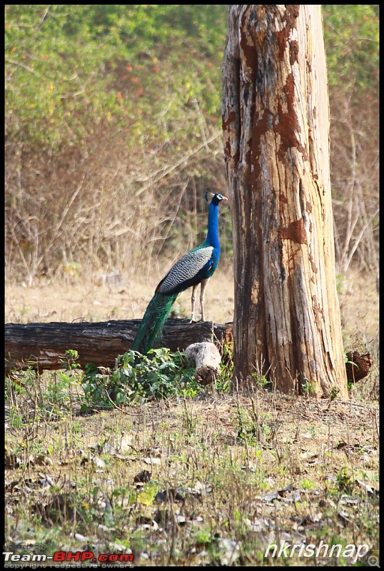 A Retreat to Wilderness: Wayanad-img_4399.jpg