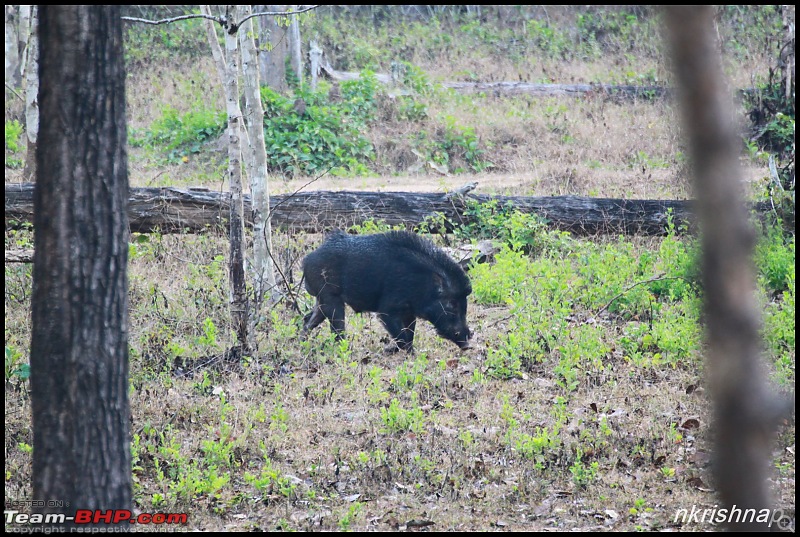 A Retreat to Wilderness: Wayanad-img_4415.jpg