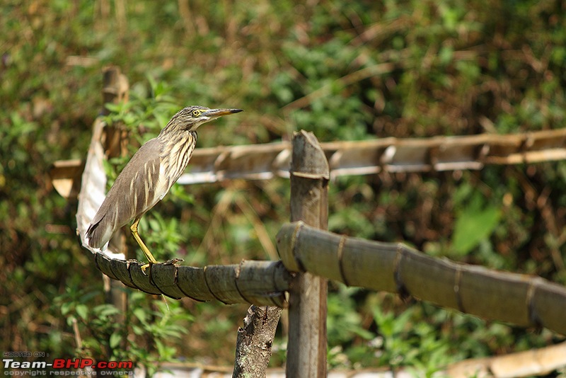 A Retreat to Wilderness: Wayanad-img_9950_800.jpg