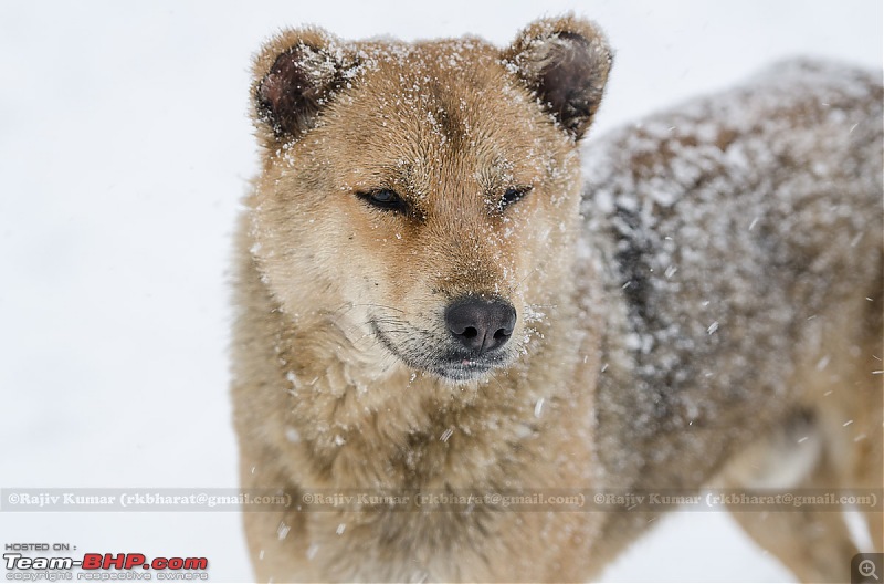 Kashmir - Heaven, A Winter experience-kashmirwinter-3-9.jpg