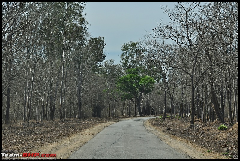 Bangalore - Thirunelli - Bandipur Trip : Forests & Fire-dsc_0049.jpg