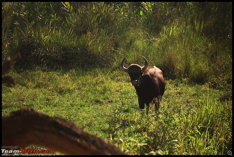 Bangalore - Thirunelli - Bandipur Trip : Forests & Fire-dsc_0388.jpg