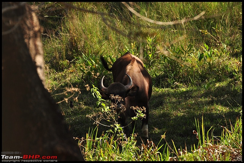 Bangalore - Thirunelli - Bandipur Trip : Forests & Fire-dsc_0396.jpg