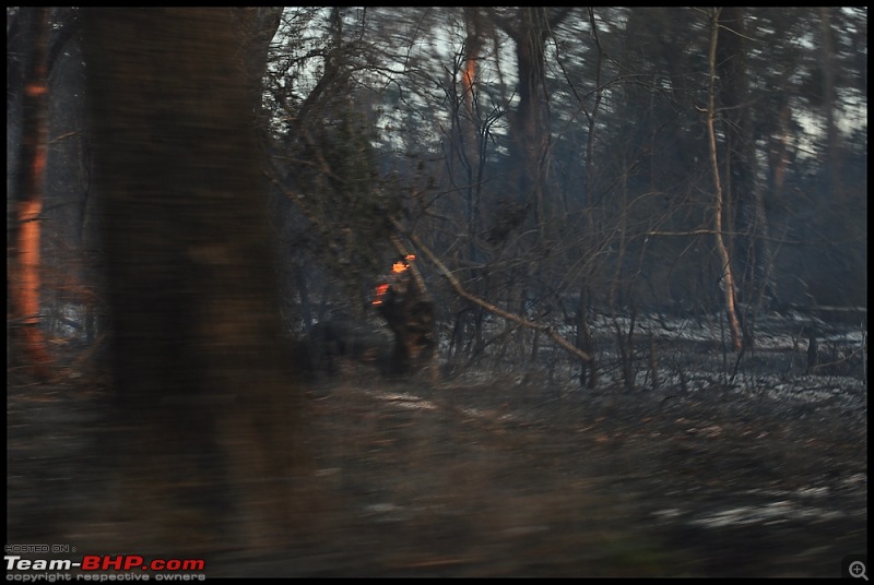 Bangalore - Thirunelli - Bandipur Trip : Forests & Fire-dsc_0428.jpg