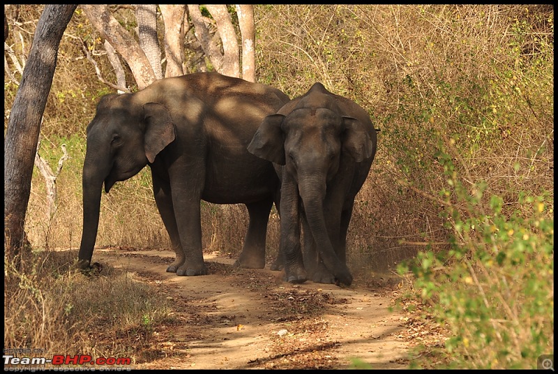 Bangalore - Thirunelli - Bandipur Trip : Forests & Fire-dsc_0652.jpg